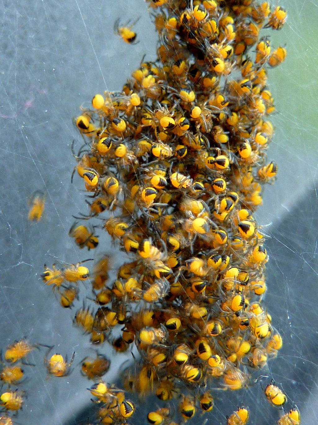 Baby spider cluster by RejoicePayne on DeviantArt