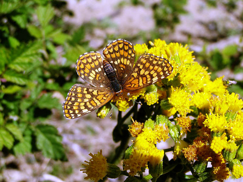 Gabb's Checkerspot