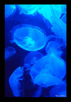 Moon Jellyfish