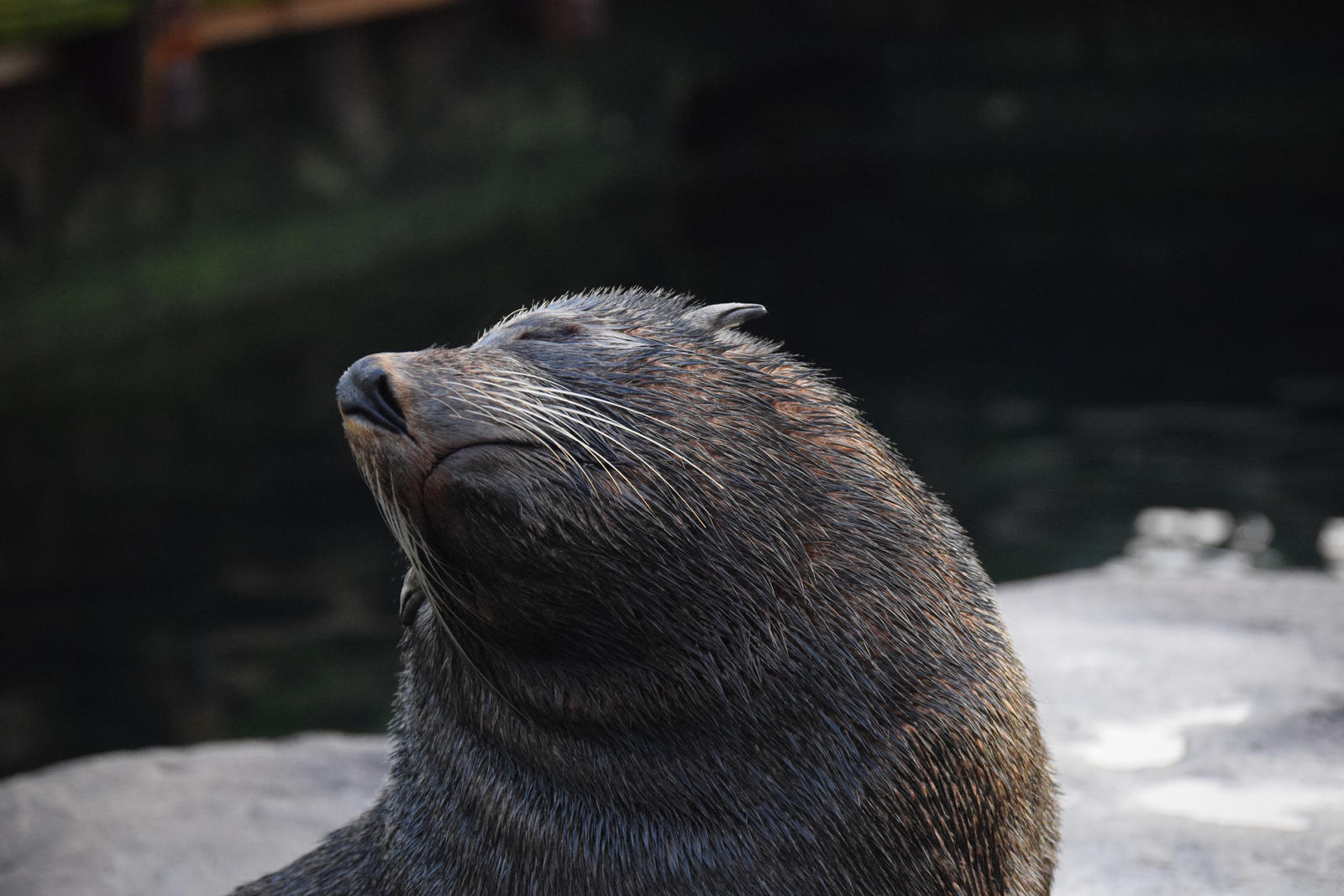 Sassy Seal