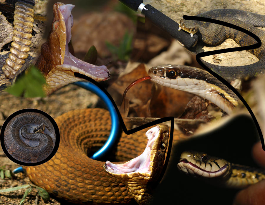 Snake Party by fawnfoto on DeviantArt