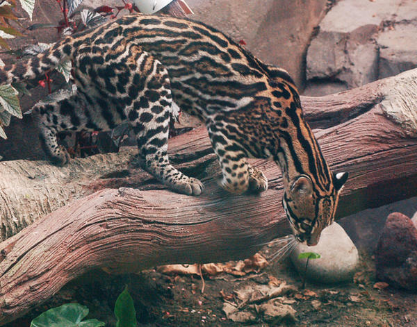 OCELOT