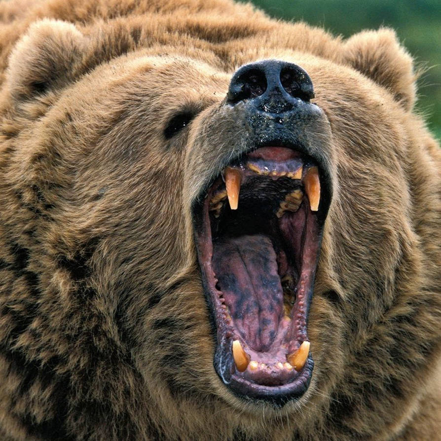Пасть к ногам. Грозный медведь Гризли. Медведь Гризли злой. Гризли Ursus arctos horribilis. Медведь Гризли оскал.