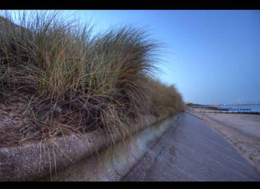 beach plant