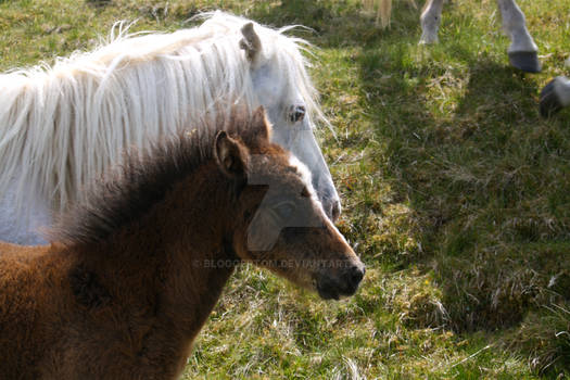 Mother and her foal