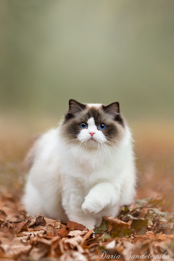 Ragdoll seal bicolor female by daria7photo on DeviantArt