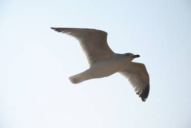 Seagull in the sky