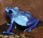 Little Blue Ribbit by Chocolate-Paper