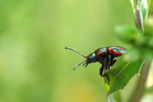 Beetle in Pyjamas