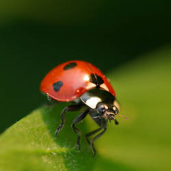 Ladybird