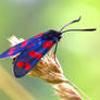 Zygaena filipendulae