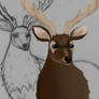 Deer (WIP)