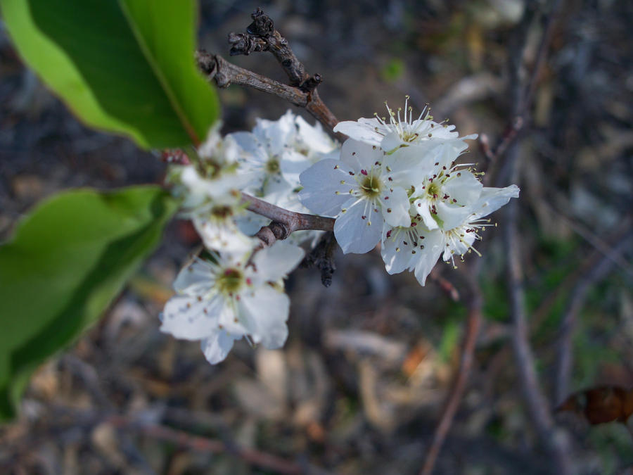 ornamental pear blossom