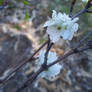 ornamental pear blossom 2