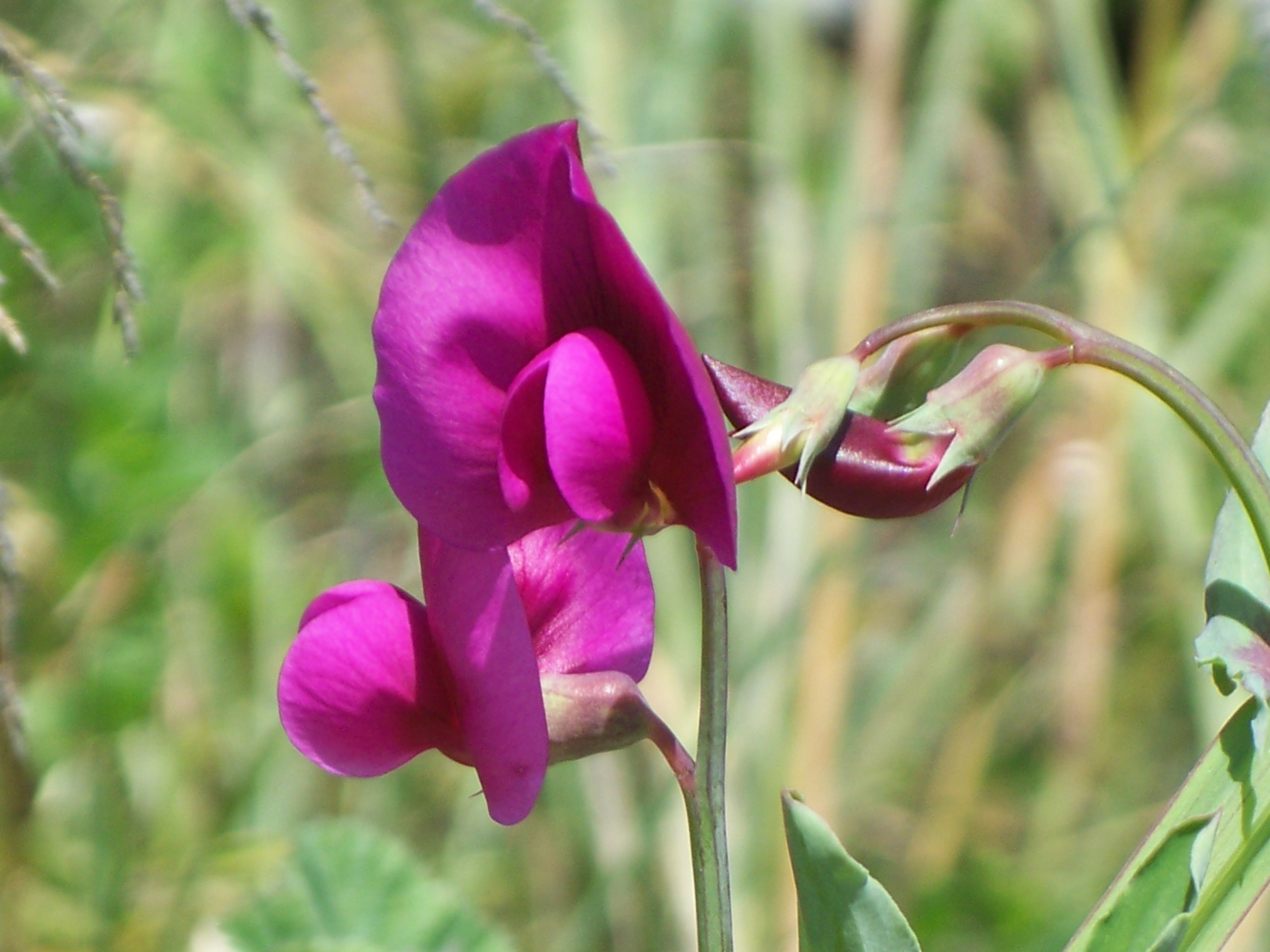 Purple Pea Flower.