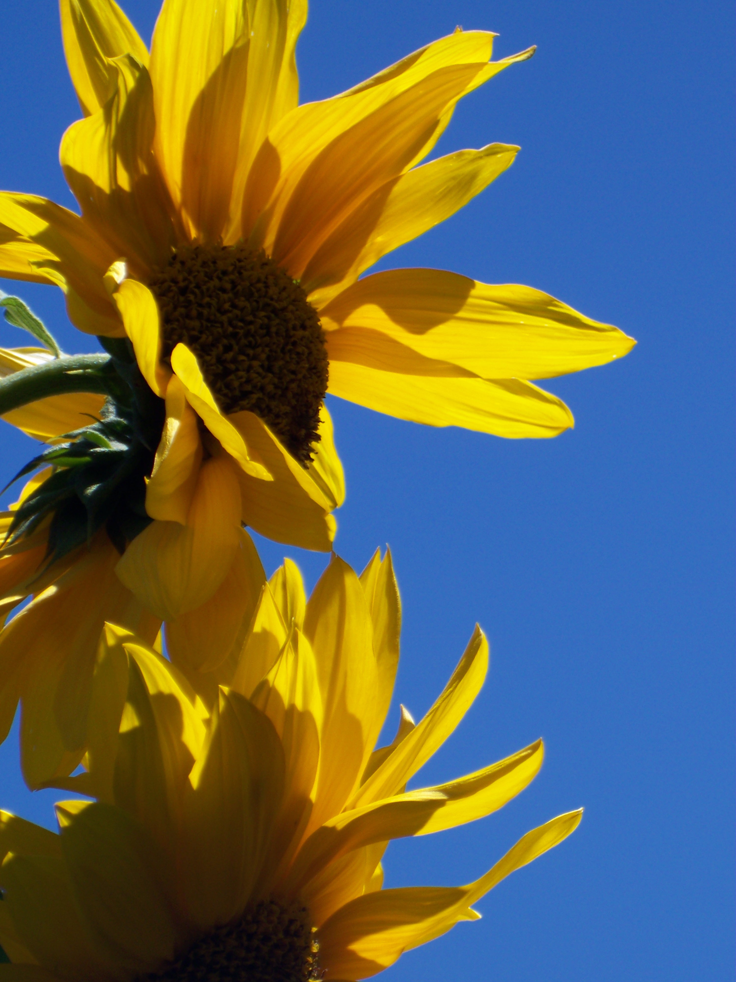 reaching for the sun