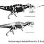 Hidden Large Theropods of the Tendaguru