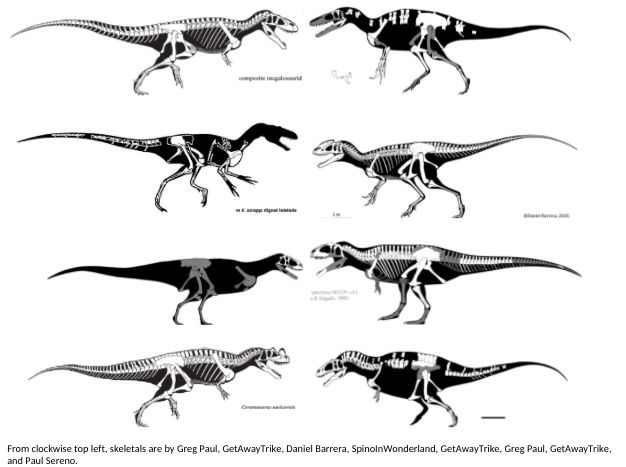 Top 10 abelisáuridos más grandes _forgotten__large_predatory_dinosaurs_size_chart_by_triceratopshorridus_de9v2ik-fullview.jpg?token=eyJ0eXAiOiJKV1QiLCJhbGciOiJIUzI1NiJ9.eyJzdWIiOiJ1cm46YXBwOjdlMGQxODg5ODIyNjQzNzNhNWYwZDQxNWVhMGQyNmUwIiwiaXNzIjoidXJuOmFwcDo3ZTBkMTg4OTgyMjY0MzczYTVmMGQ0MTVlYTBkMjZlMCIsIm9iaiI6W1t7ImhlaWdodCI6Ijw9NDY3IiwicGF0aCI6IlwvZlwvODc1MzFkZjctOTZmMi00MGM0LTg5NDAtYTVlMTU4Y2QwZjU0XC9kZTl2MmlrLTFmYzRiYjAzLWM1ZDUtNDk0MC1iNTQxLTU3MzllODgxOTVhOS5wbmciLCJ3aWR0aCI6Ijw9NjI2In1dXSwiYXVkIjpbInVybjpzZXJ2aWNlOmltYWdlLm9wZXJhdGlvbnMiXX0