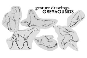 Greyhound Gesture Drawings