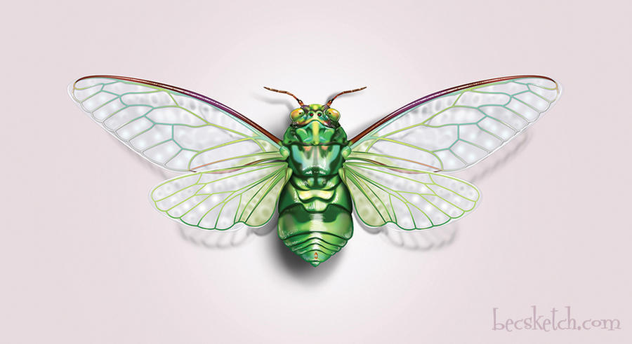 Cicada by becsketch