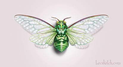 Cicada
