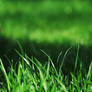 Grass.