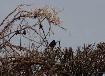 Bird on ice