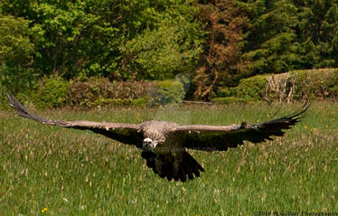 Vulture