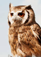 Portrait of an owl