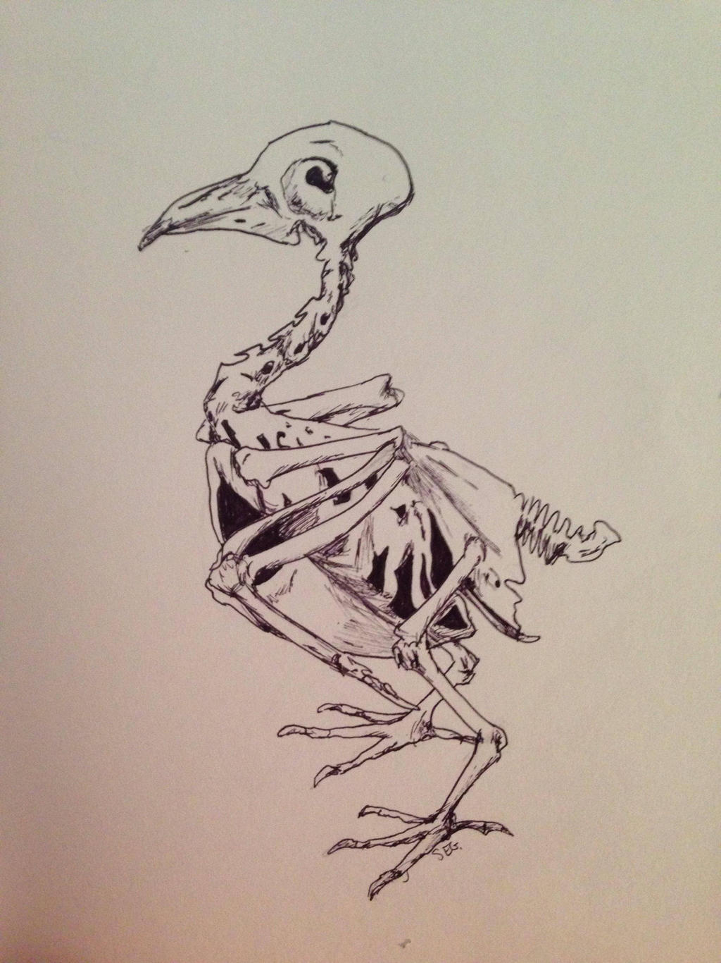 Bird Skeleton