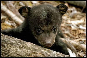 Black Bear Cub - II