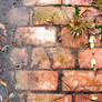 brick path to brown mud