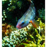 Bicolor Parrot fish