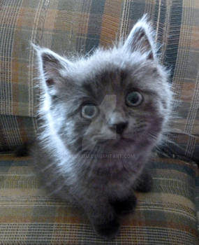 Ohai! I'm a cute kitten.