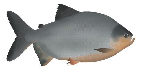 Red-bellied Pacu by fishfolkart on DeviantArt