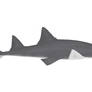 Largetooth Sawfish