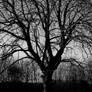 Dark Tree