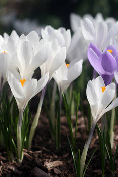 first flowers.