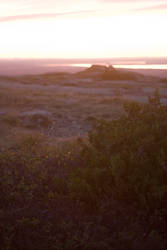 shrubs at sunset