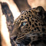 Leo view