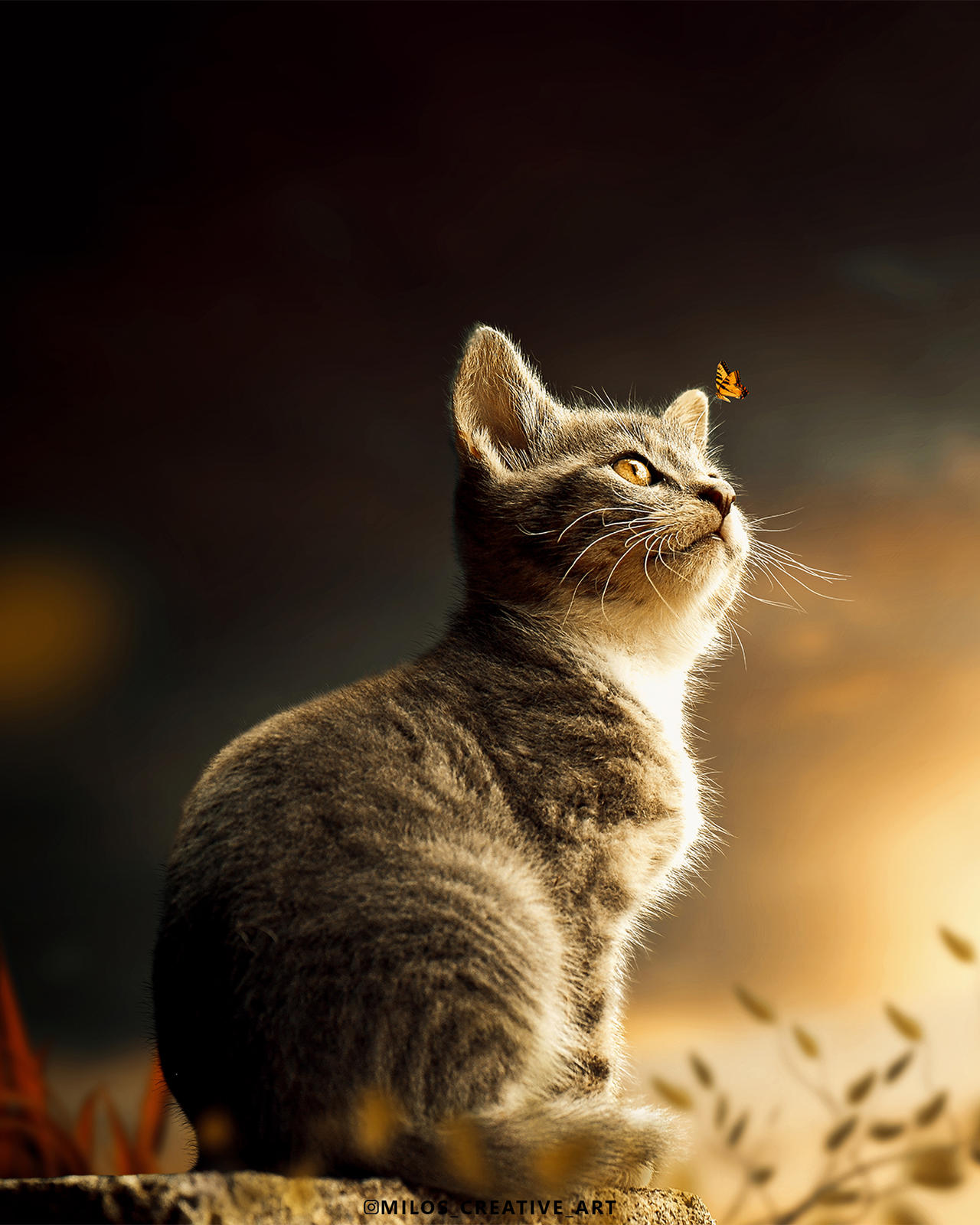 Cat Pretty Example Pretty Cat by MilosCreativeArt on DeviantArt