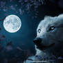 Wolf in Beautiful Night