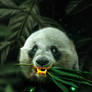 Gold Panda