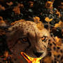 Gold Cheetah