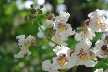 Conker Flowers