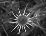 Teasel0290 by filmwaster