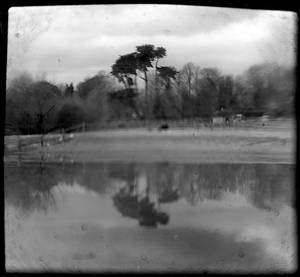 Trees on Ouse7400