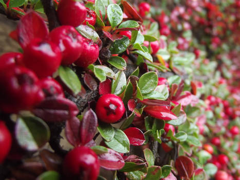 Winter Berries