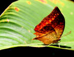 Fire on a leaf by eyenoticed