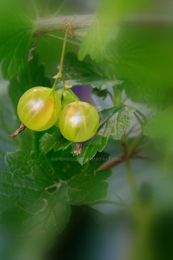 Gooseberries of Green